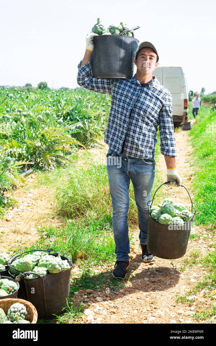Gardener carrying buckets full of artichokes Stock Photo