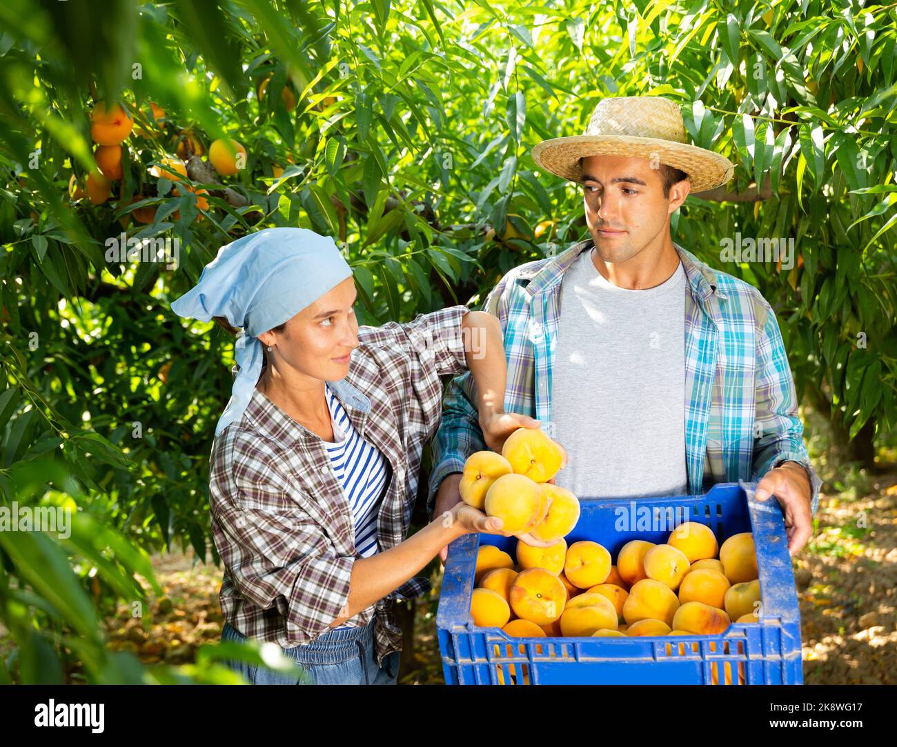 Woman farmer with male partner harvesting ripe peaches in fruit garden, putting in boxes Stock Photo