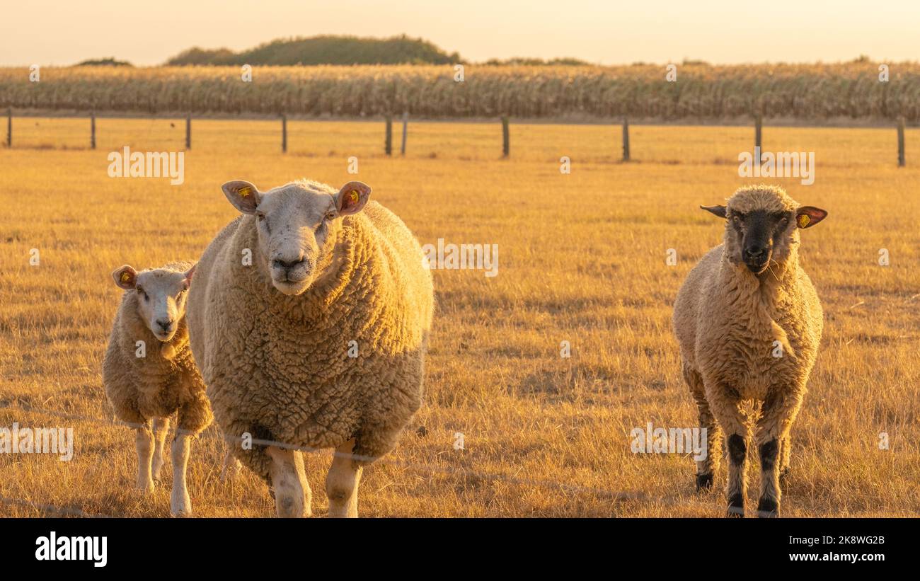 Sheeps in paddock on wheat field background.Farm animals. Animal