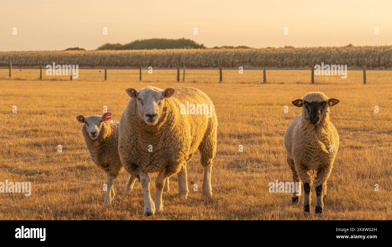 Three sheep portrait. Sheeps in paddock on wheat field background.Farm animals. Animal husbandry and agriculture concept.Breeding and rearing sheep. Stock Photo