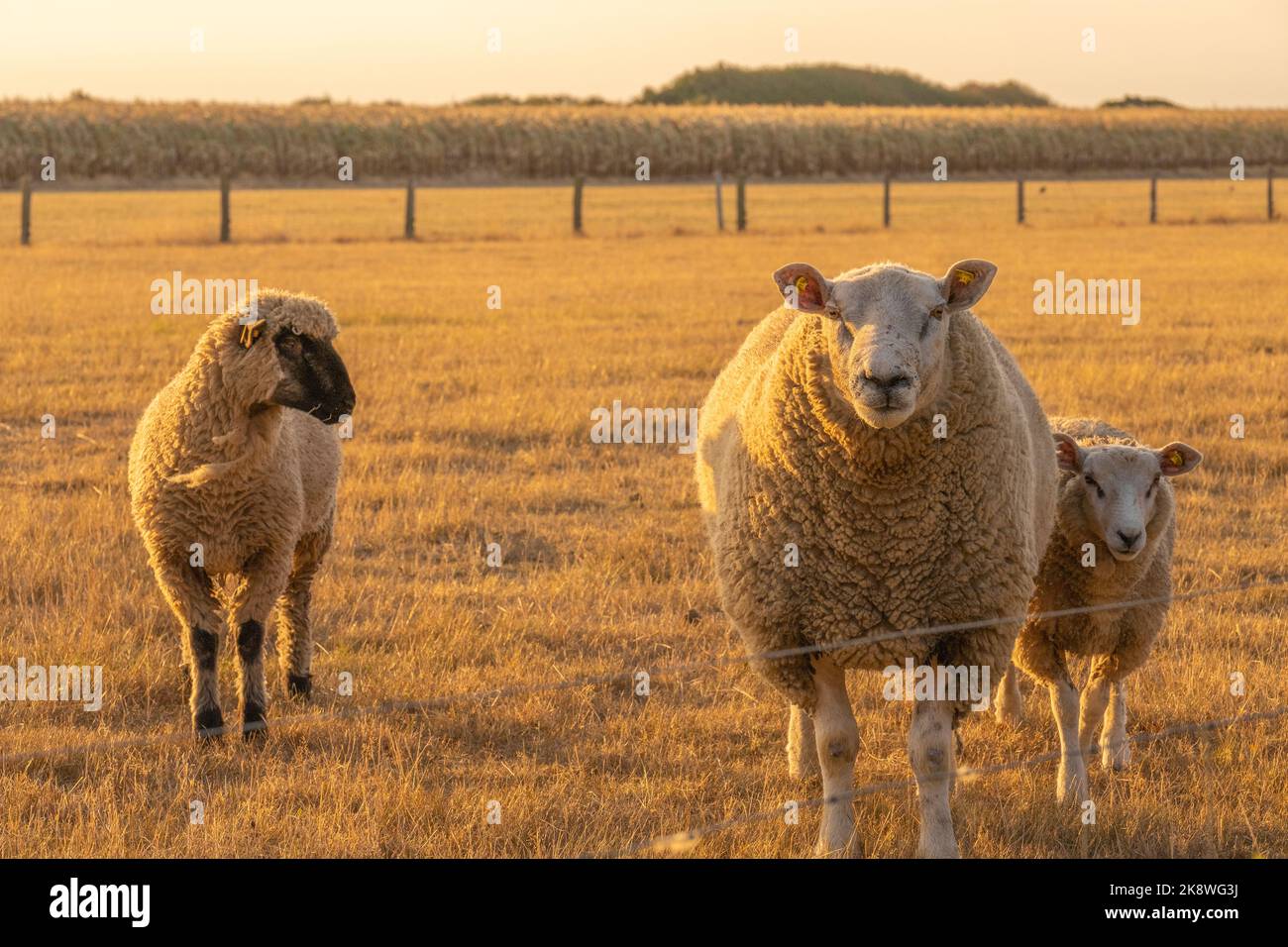 Wool breeds hi-res stock photography and images - Page 3 - Alamy