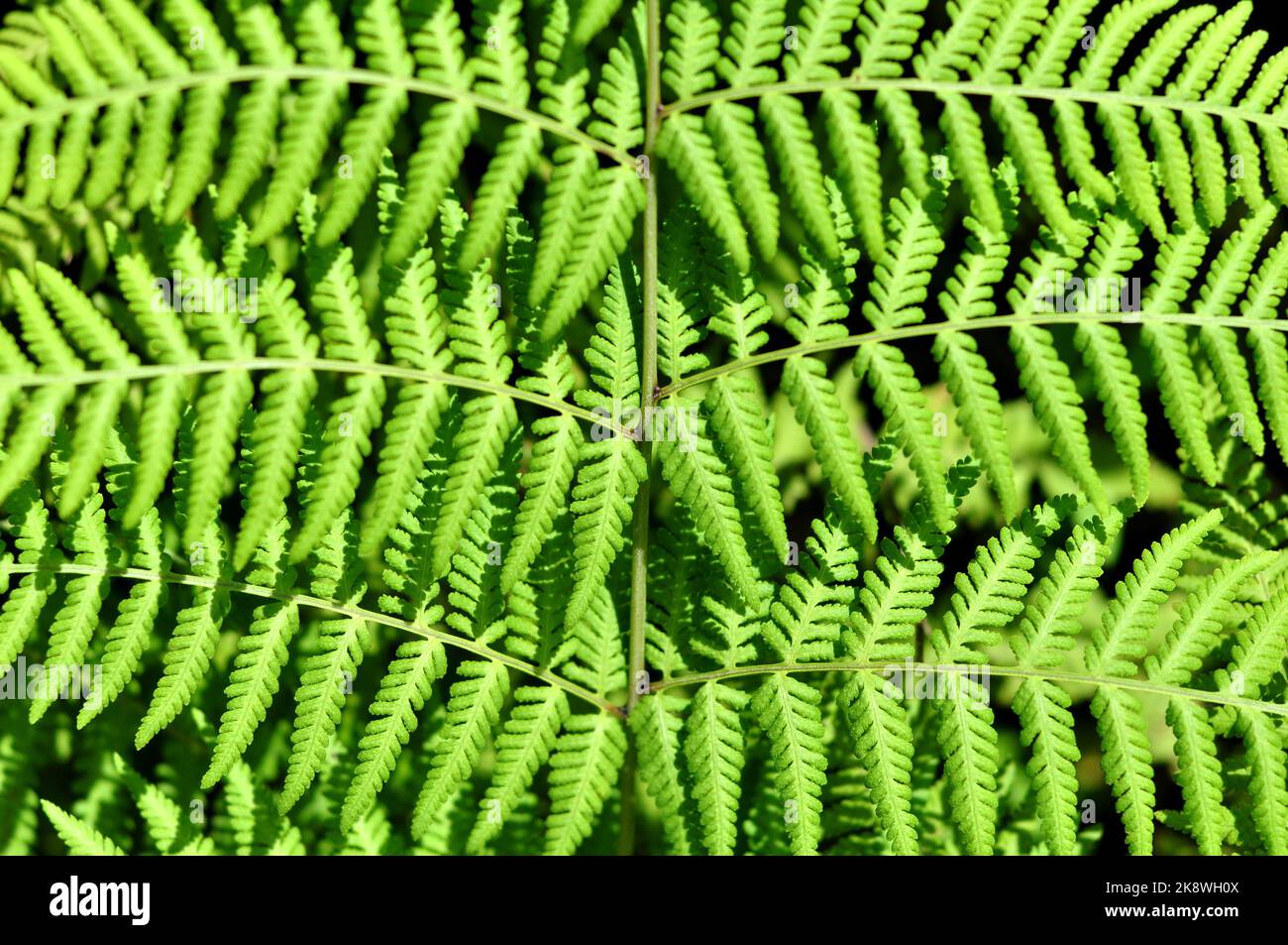 Fern leaves nature green color texture background Stock Photo - Alamy