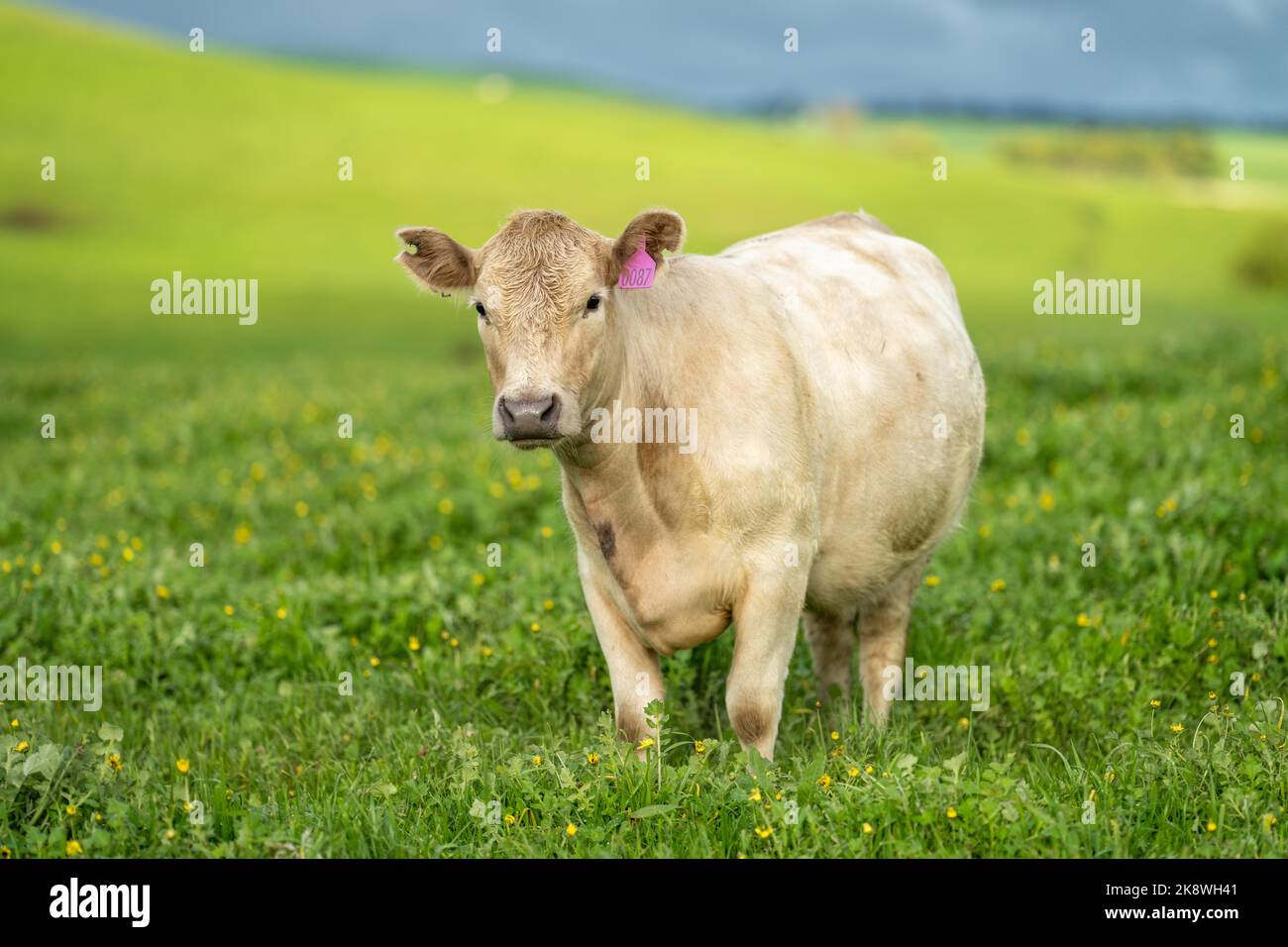 Beef cows and calfs grazing on grass in south west victoria, Australia