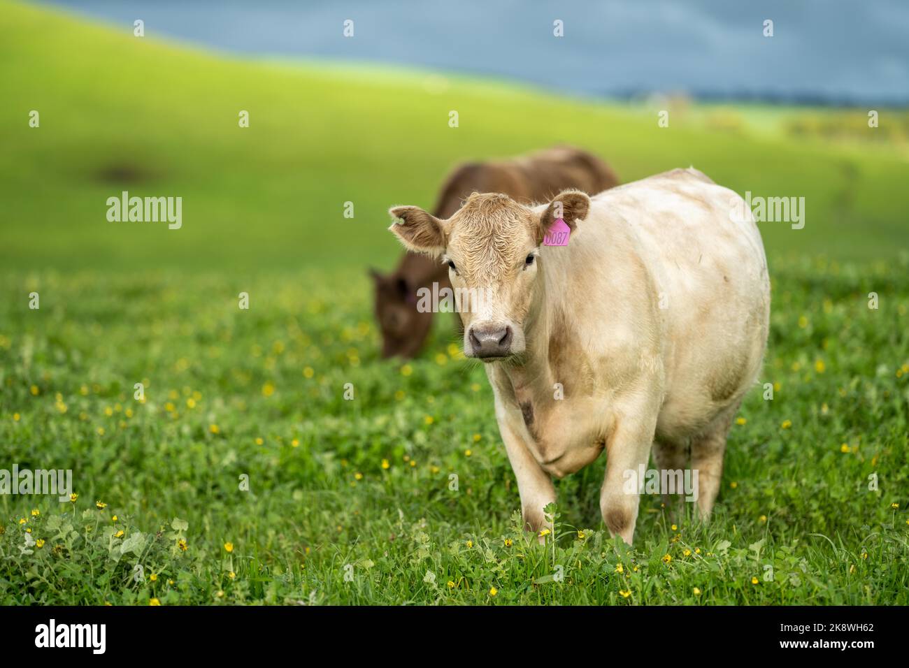 Beef cows and calfs grazing on grass in south west victoria, Australia