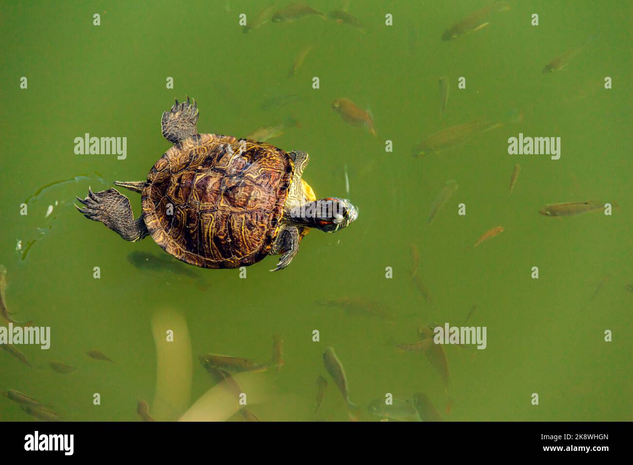 turtle in the lake with various fish and carp around Stock Photo