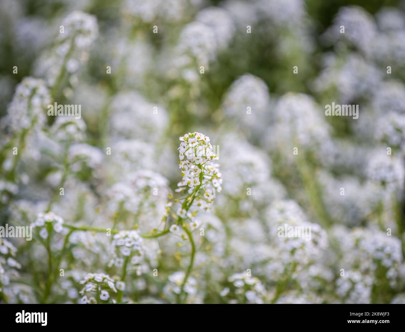 Dainty purple and white flowers of Lobularia maritima Alyssum maritimum