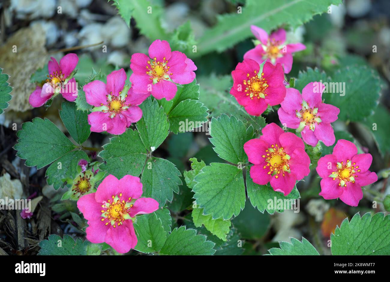 Pink Strawberry Flowers in a botanical garden Stock Photo - Alamy