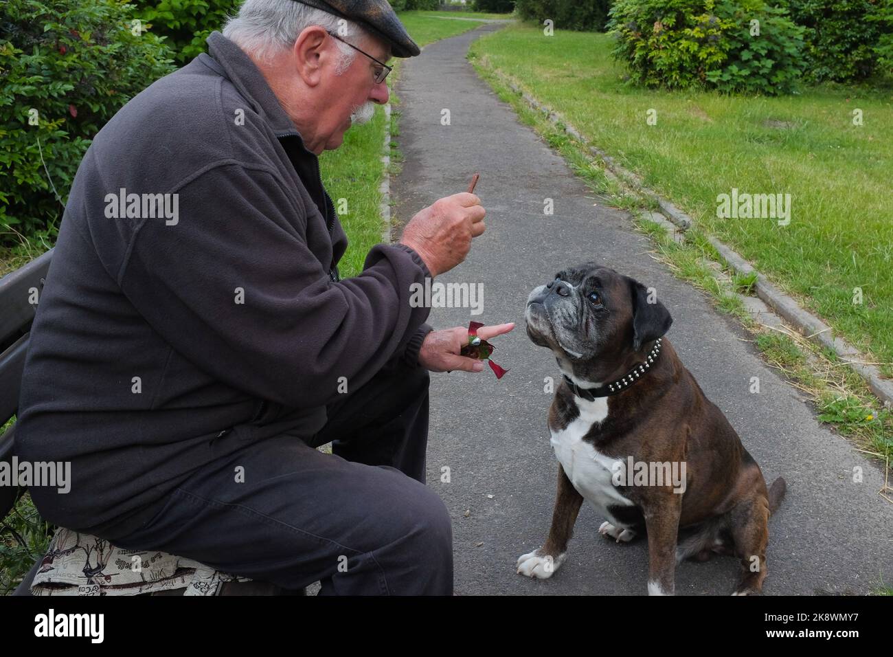 Male senior signals his Olde English Bulldogge to sit. Pet dog waits for his treat. Man with his best friend in a quiet park in Bacharach, Germany. Stock Photo