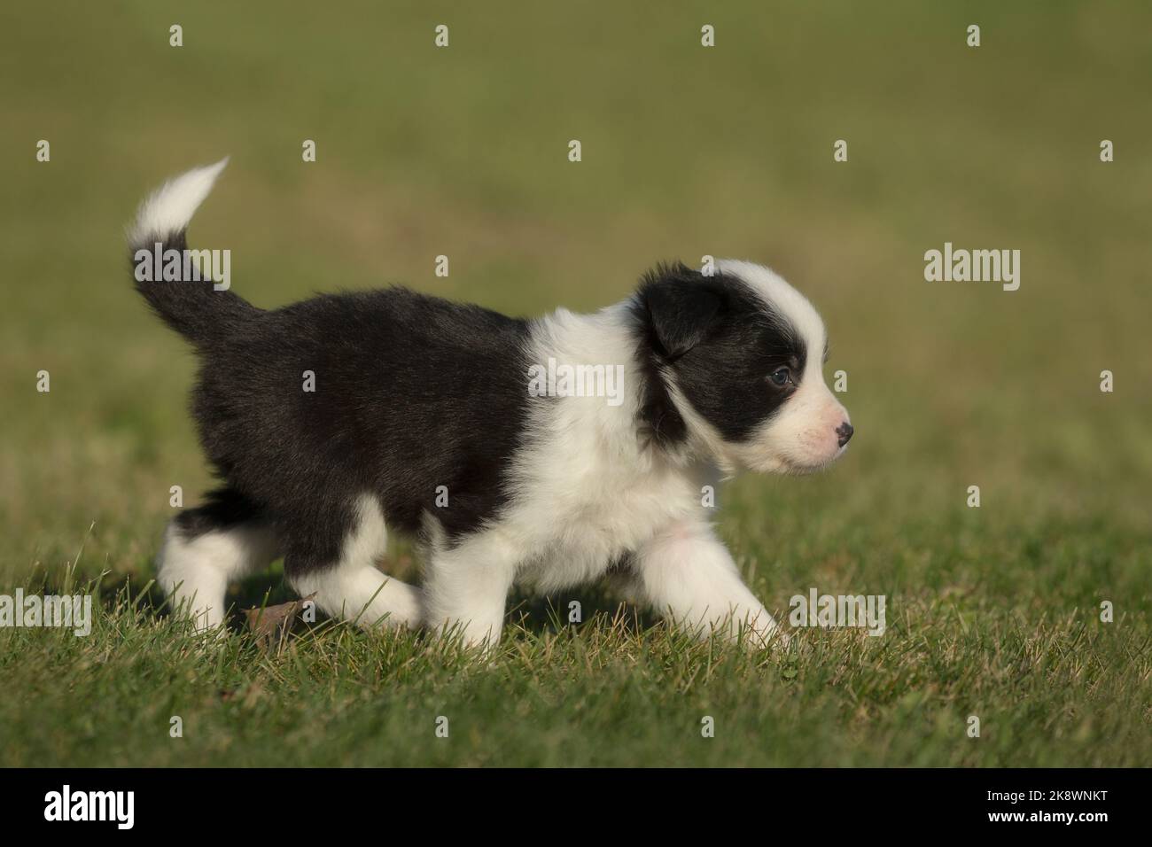 4 week old border collie puppy Stock Photo