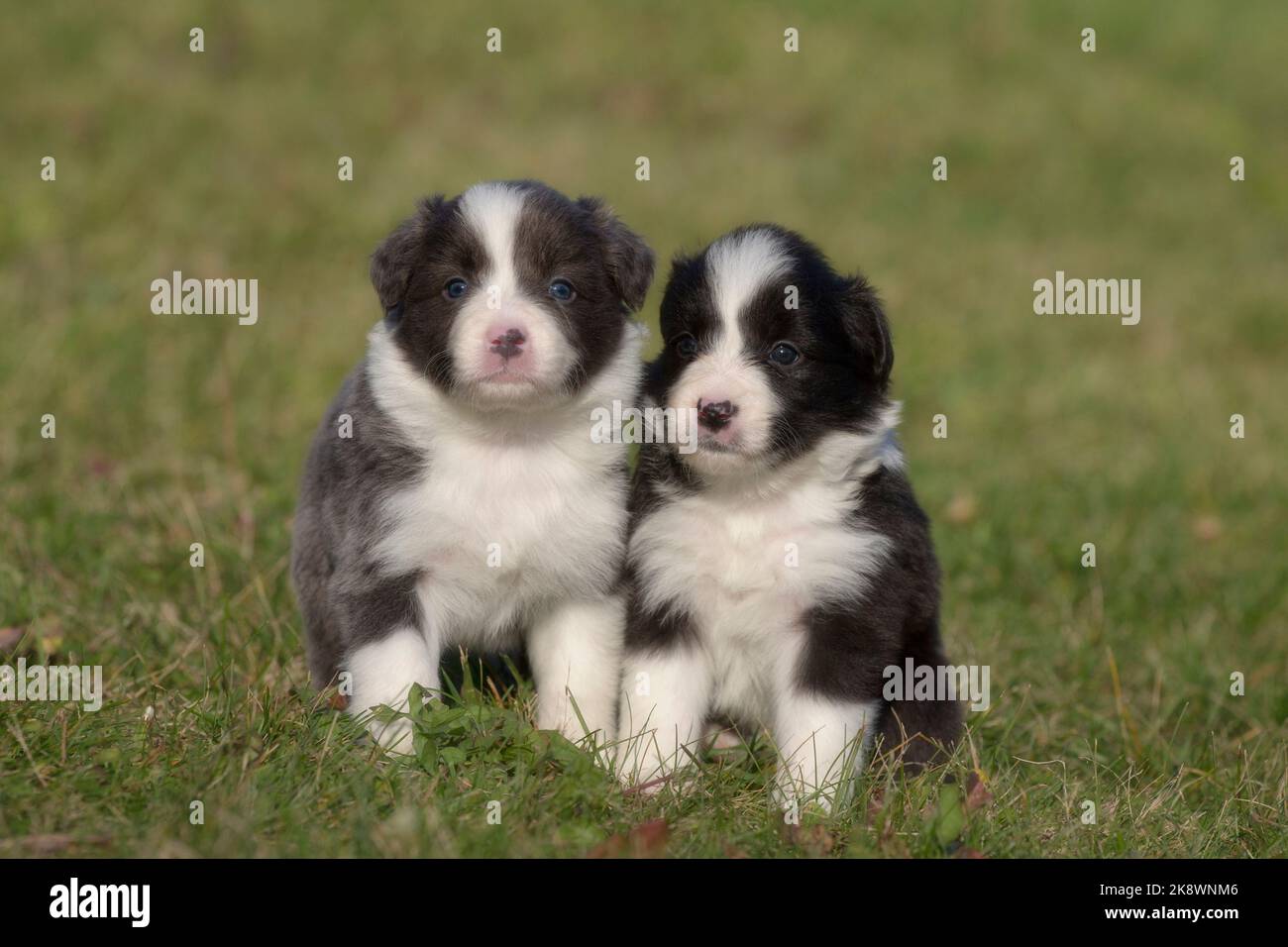 Border Collie, 4 week old border collie puppies Stock Photo