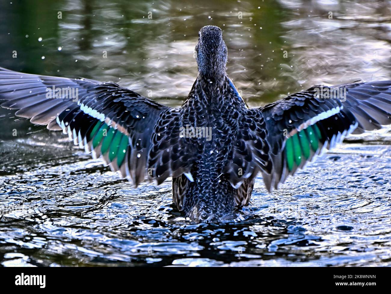 A rear view of a Green- winged Teal duck 'Anas crecca', flapping her wings Stock Photo