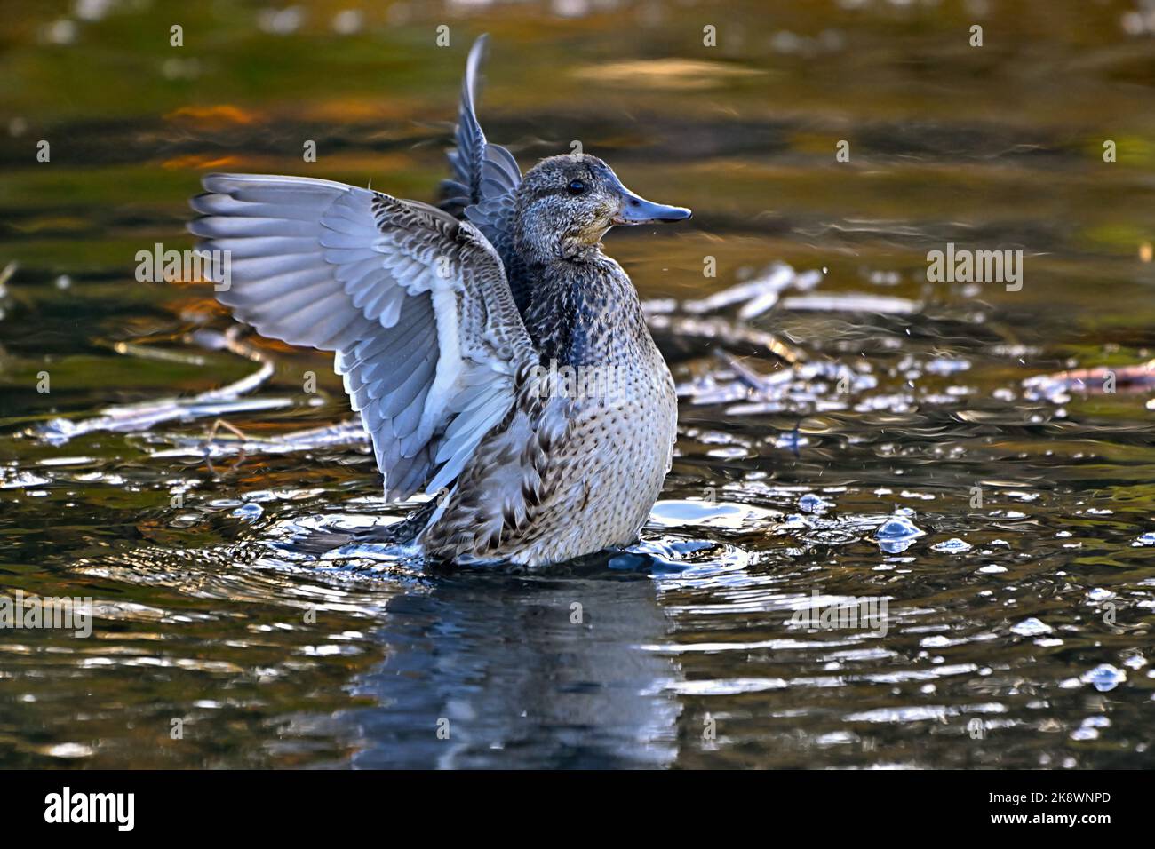 A Green- winged Teal duck 'Anas crecca', flapping her wings in a rural Alberta lake. Stock Photo