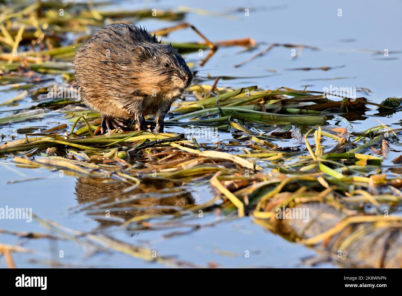 A wild Muskrat 'Ondatra zibethicus', sitting on a log in a marshy area in rural Alberta Canada. Stock Photo
