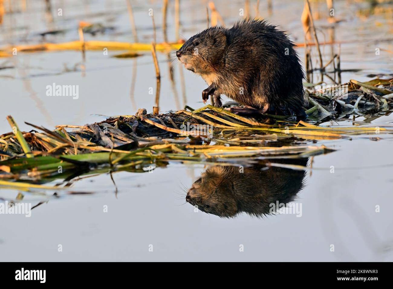 A wild Muskrat 'Ondatra zibethicus', foraging on a log in a marshy area in rural Alberta Canada. Stock Photo