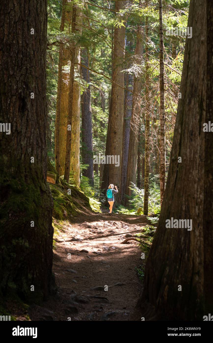 Woman hiking among towering old growth forest trees on the Cheakamous ...