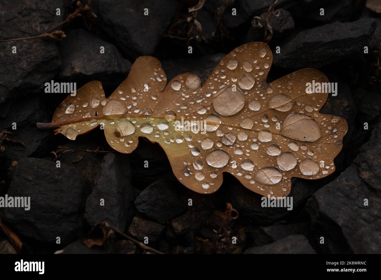 rain drops on colorful leaf in fall from rainy weather Stock Photo