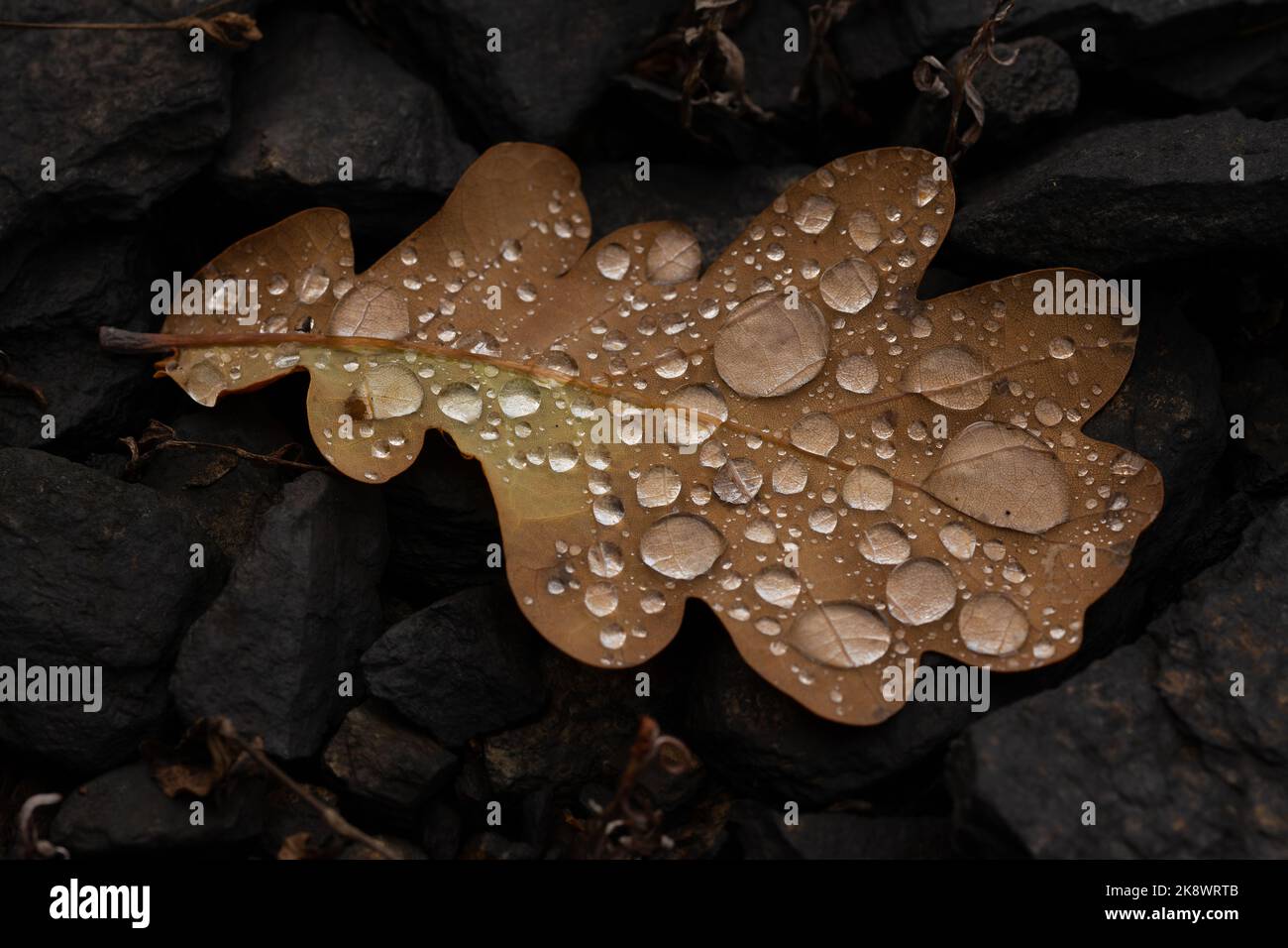 rain drops on colorful leaf in fall from rainy weather Stock Photo
