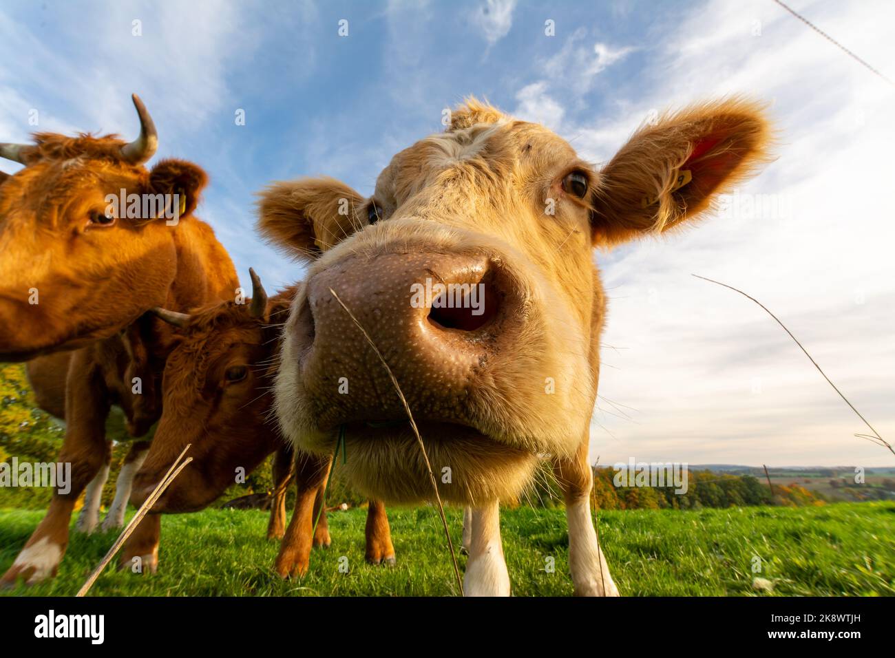 funny cute cow on a farm looking curious in camera Stock Photo - Alamy