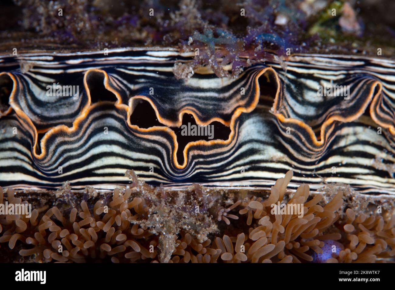 Detail of a pen shell, Atrina pectinata, growing on a coral reef in Indonesia. Stock Photo