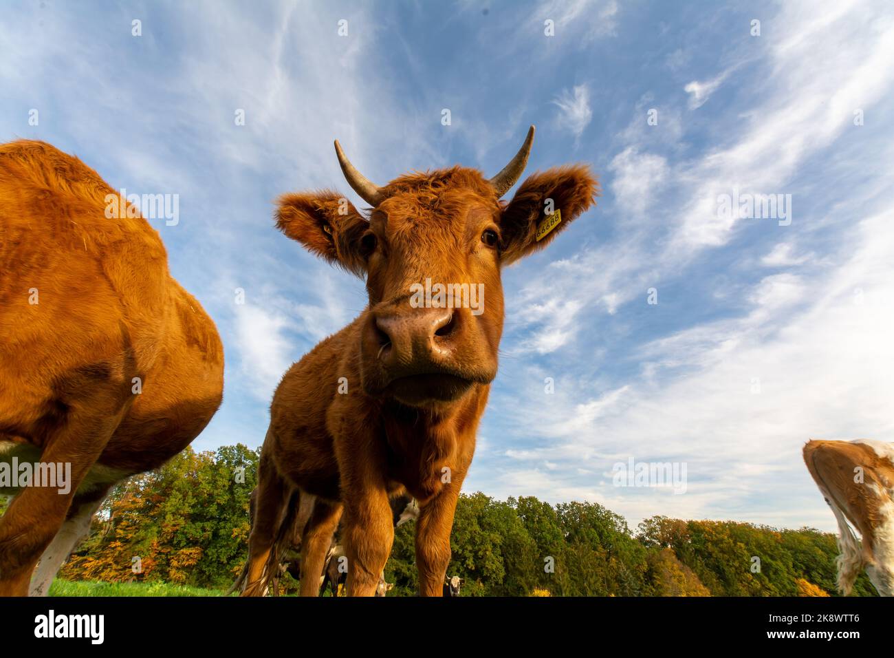 funny cute cow on a farm looking curious in camera Stock Photo - Alamy