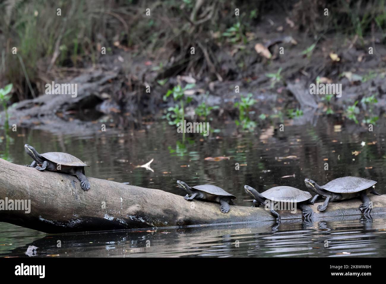Murray Shortnecked Turtles basking on log in Hacking River Sydney Australia Stock Photo Alamy