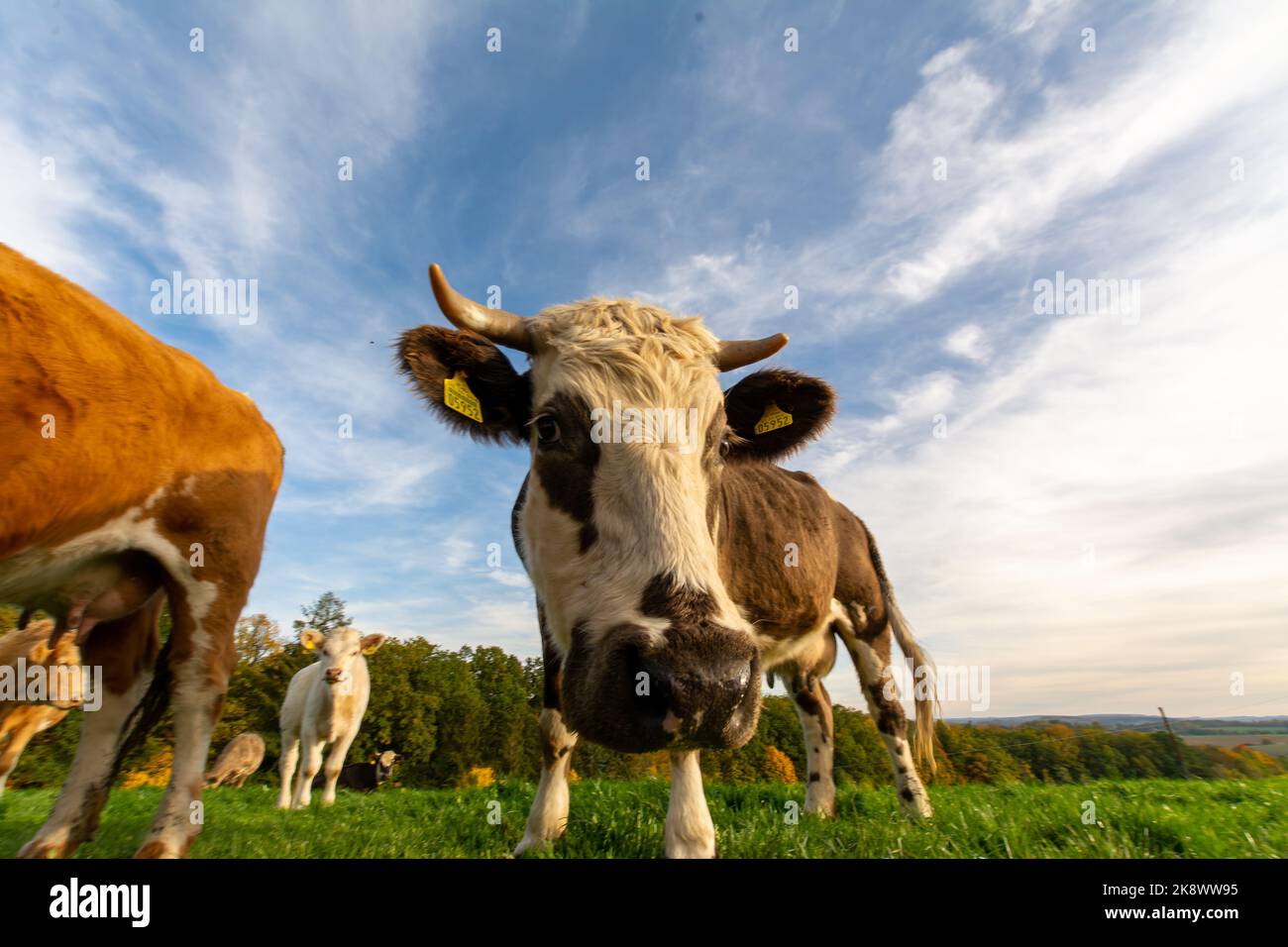 funny cute cow on a farm looking curious in camera Stock Photo - Alamy