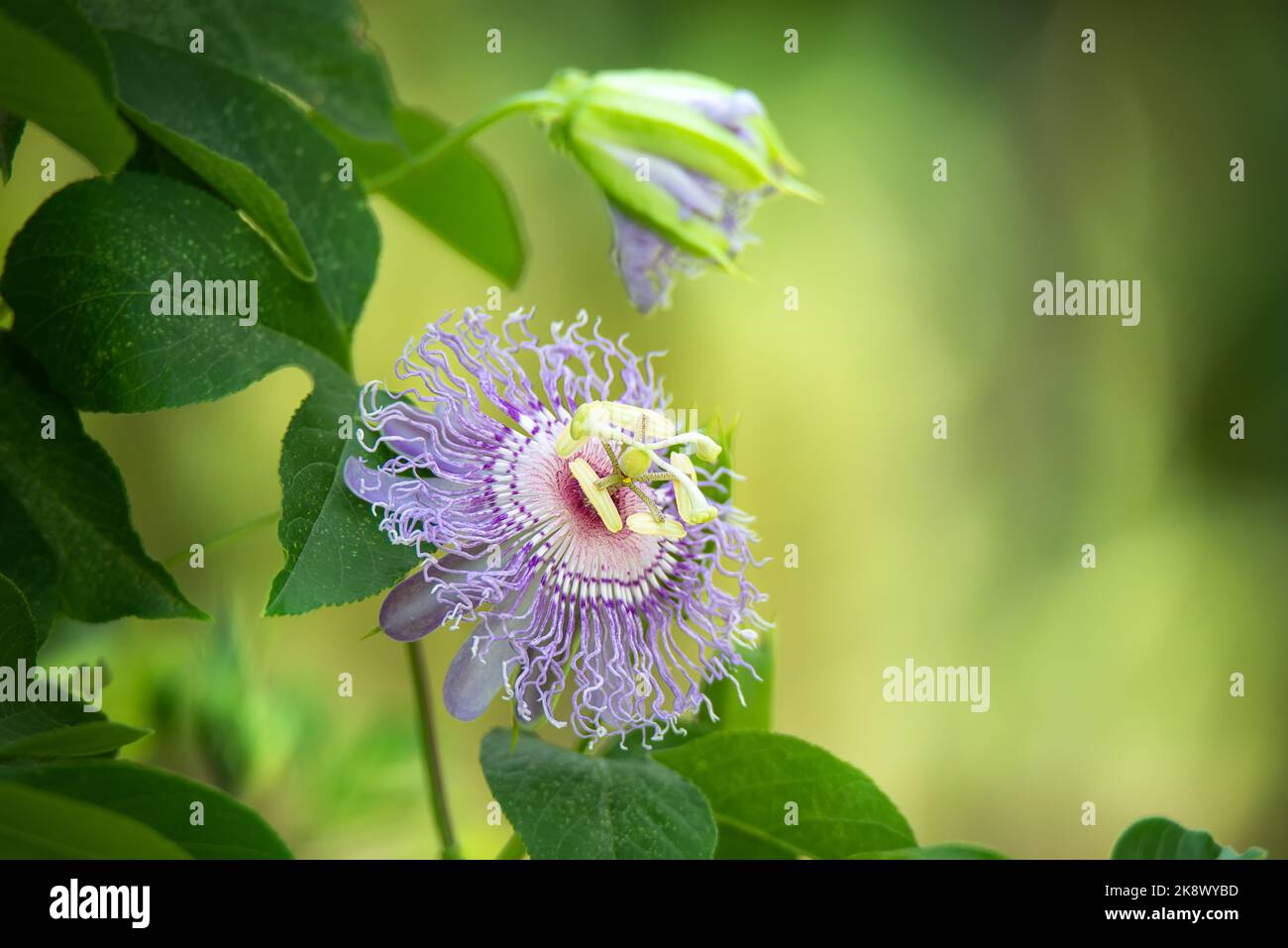 Beautiful purple Passion Flower or Passion Vine (Passiflora incarnata