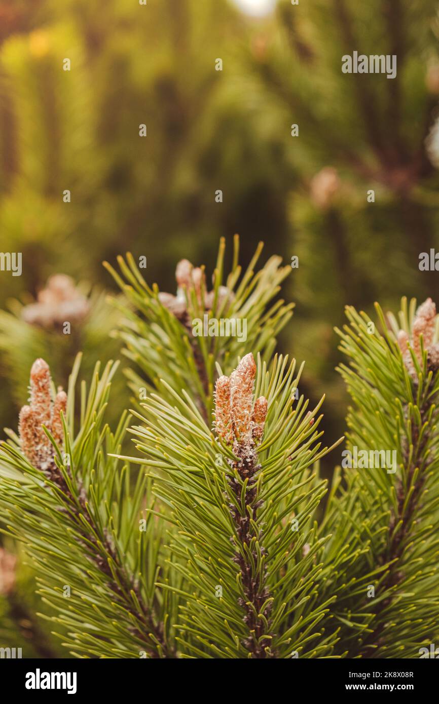 Young spruce and pine regrowth grew on plot. Afforestation. Small young coniferous flowers or cones growing on fir bushes. Green nature background  Stock Photo