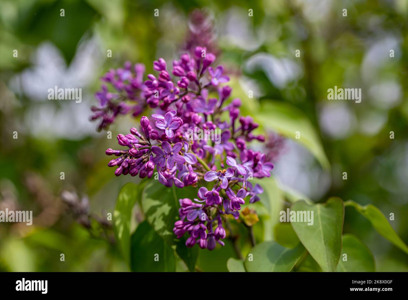 Syringa vulgaris flower growing in meadow, macro Stock Photo - Alamy
