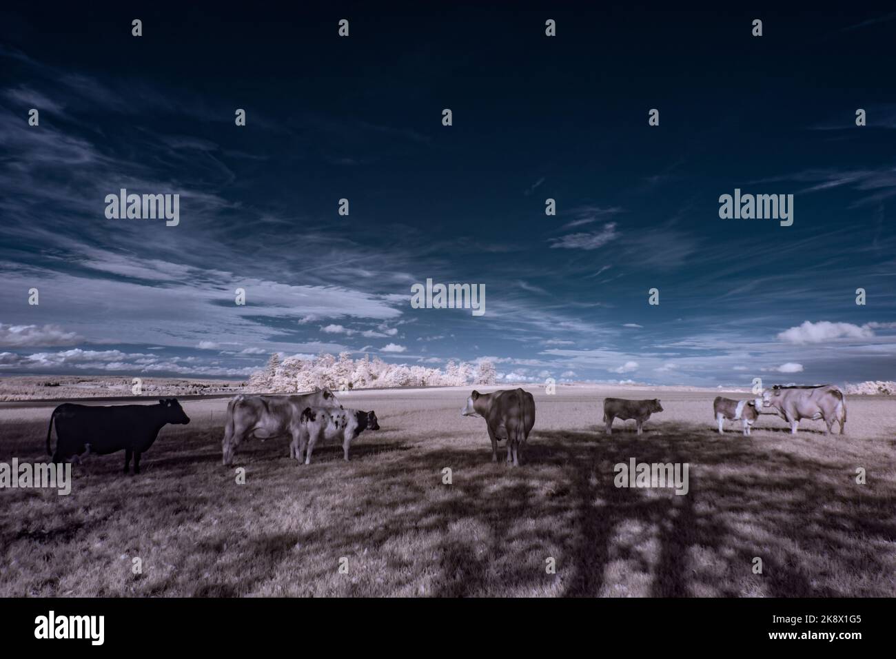 infrared photography - ir photo of landscape under sky with clouds - the art of our world in the 