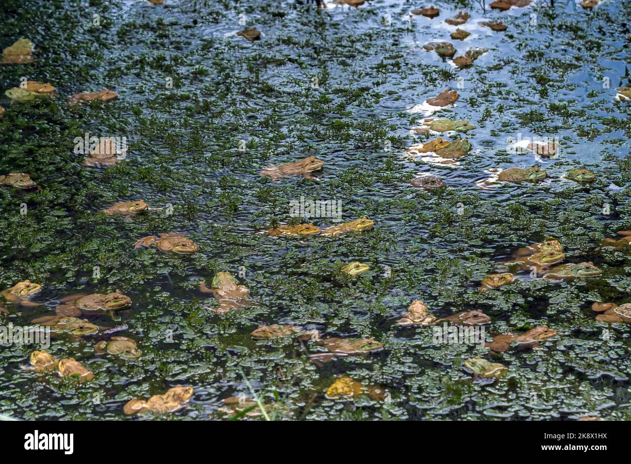 Frogs farm for agriculture at house. Cultivation of frogs with water