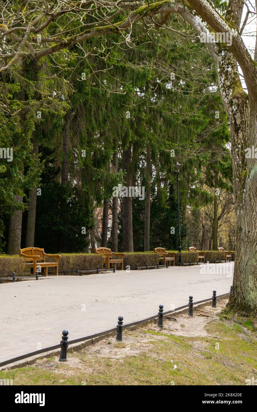 Empty wooden bench in the park on a cloudy day in autumn spring season ...