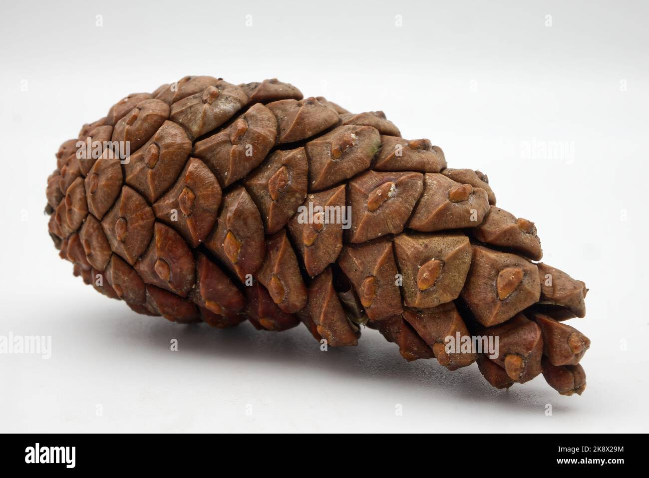 Pine Cone isolated on white background. Macro photography. Stock Photo