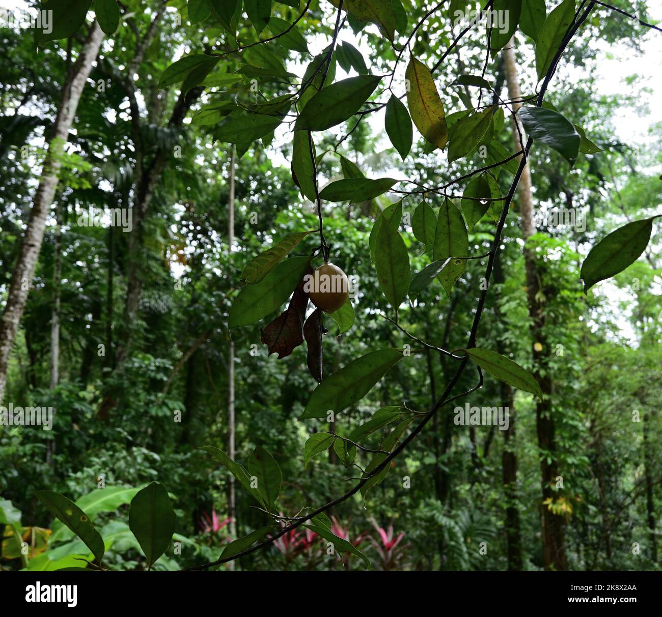 A ripen and not open Nutmeg fruit (Myristica Fragrans). Selective focus