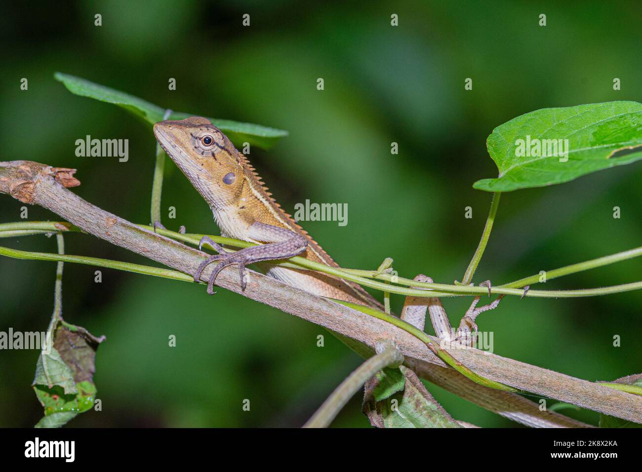 A changeable lizard, or Oriental garden lizard, Calotes versicolor Stock Photo