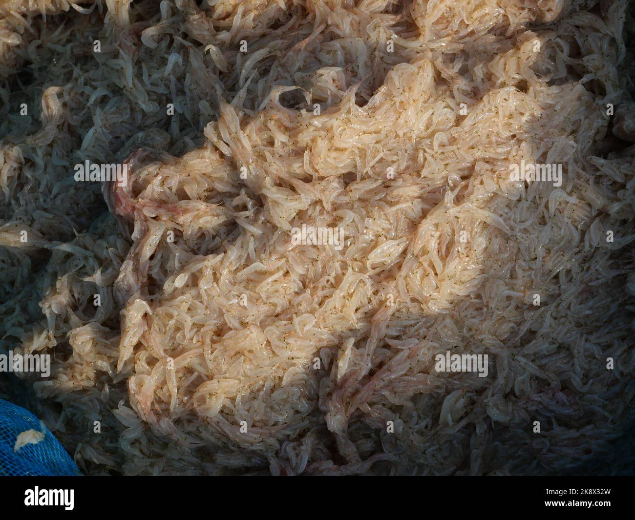 Group of fresh Krill or Opossum shrimp, Plankton that fishermen trap for cooking Stock Photo