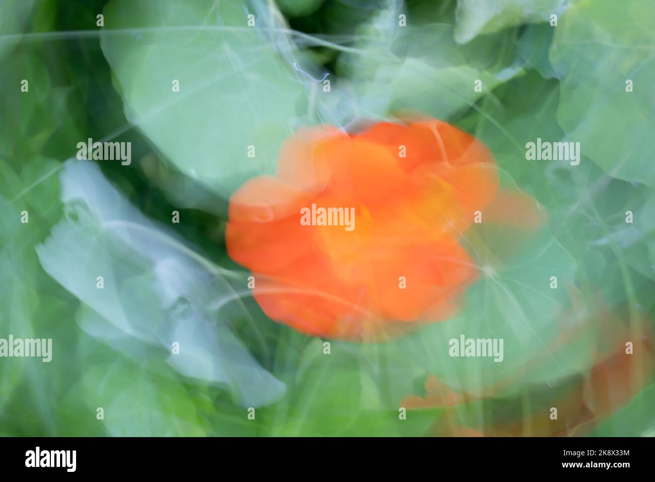 Colourful flower blurs painterly effect of nasturtium. Stock Photo