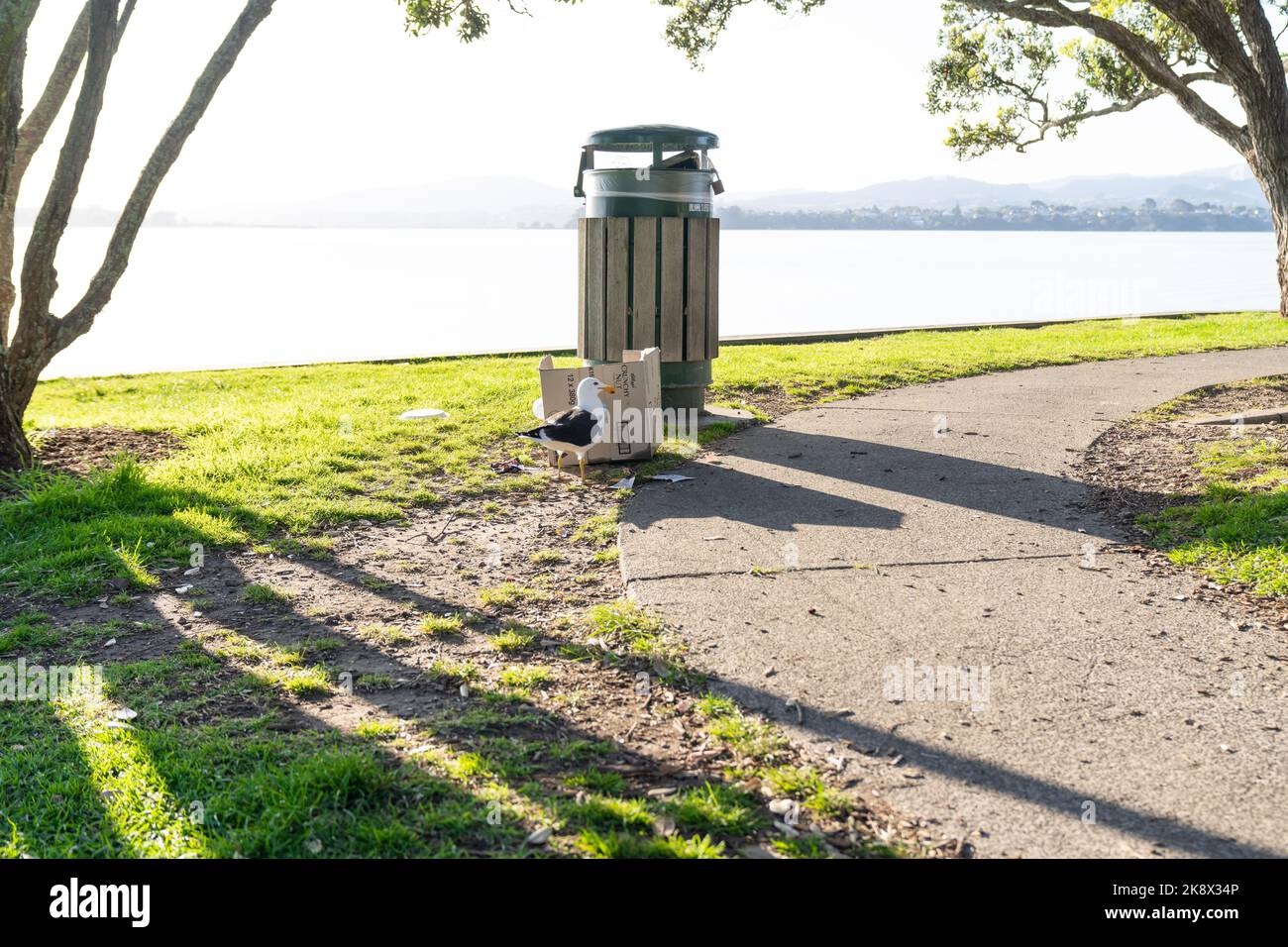 Tauranga New Zealand October 23 2022; seagull scavenging rubbish from
