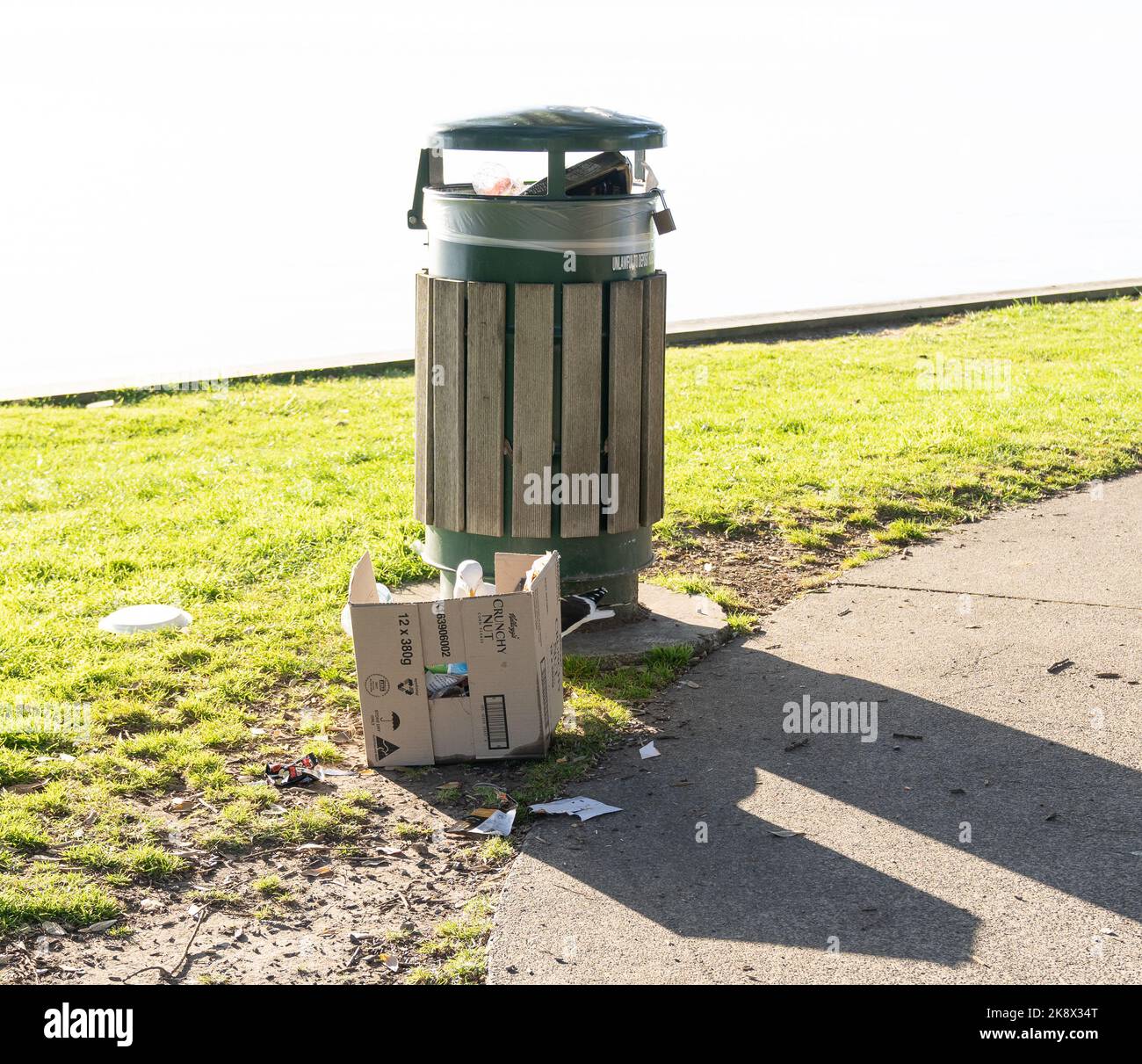 Tauranga New Zealand October 23 2022; seagull scavenging rubbish from