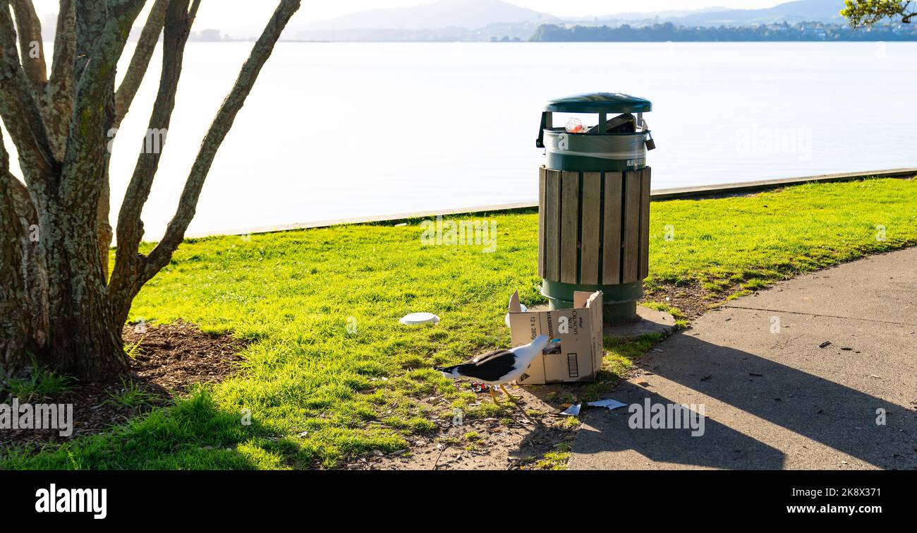 Tauranga New Zealand October 23 2022; seagull scavenging rubbish from