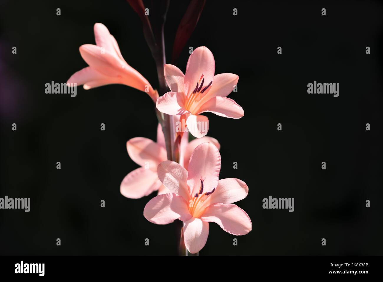 Isolated on black orange bugle lily or watsonia flowers. Stock Photo