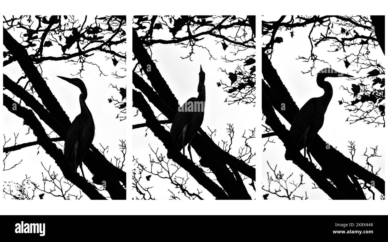 Silhouette of heron in tree Stock Photo