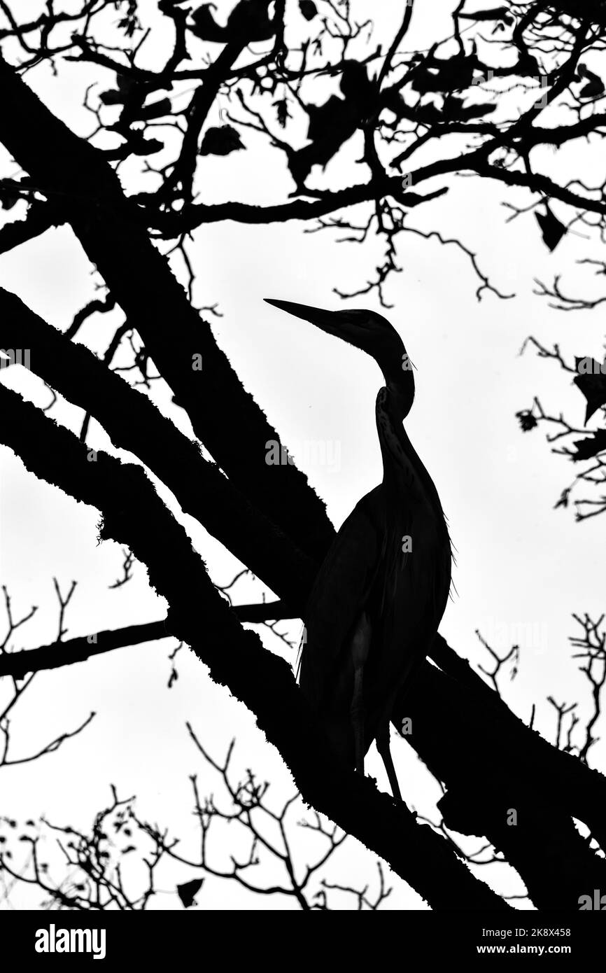 Wading bird heron Black and White Stock Photos Images Alamy