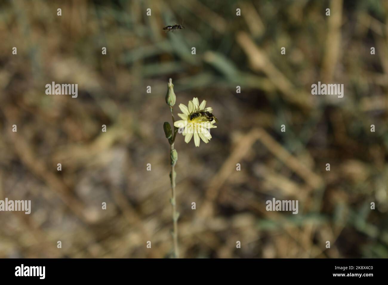 yellow flower and insects flying Stock Photo Alamy