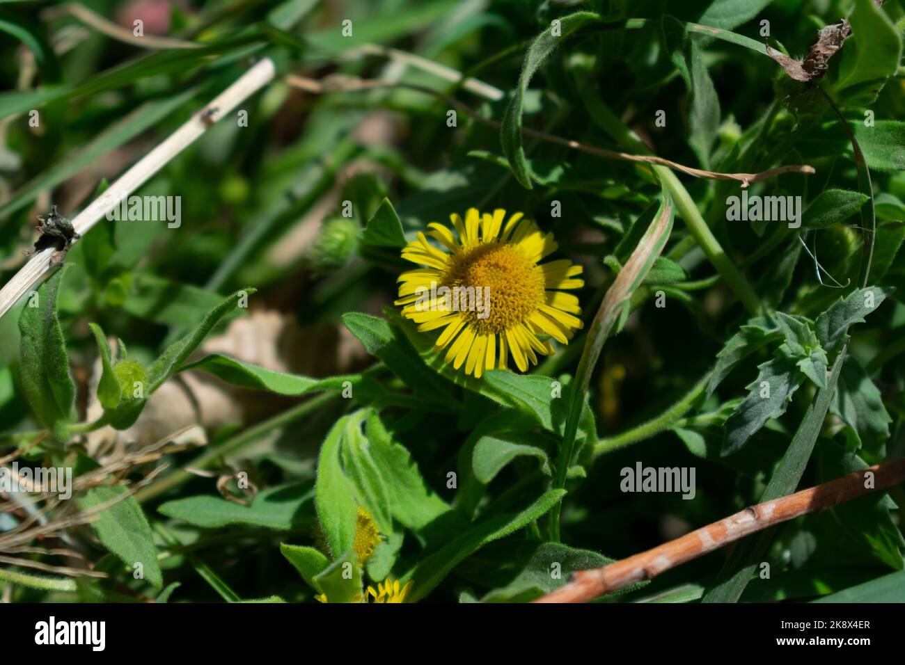 yellow small flower Stock Photo - Alamy