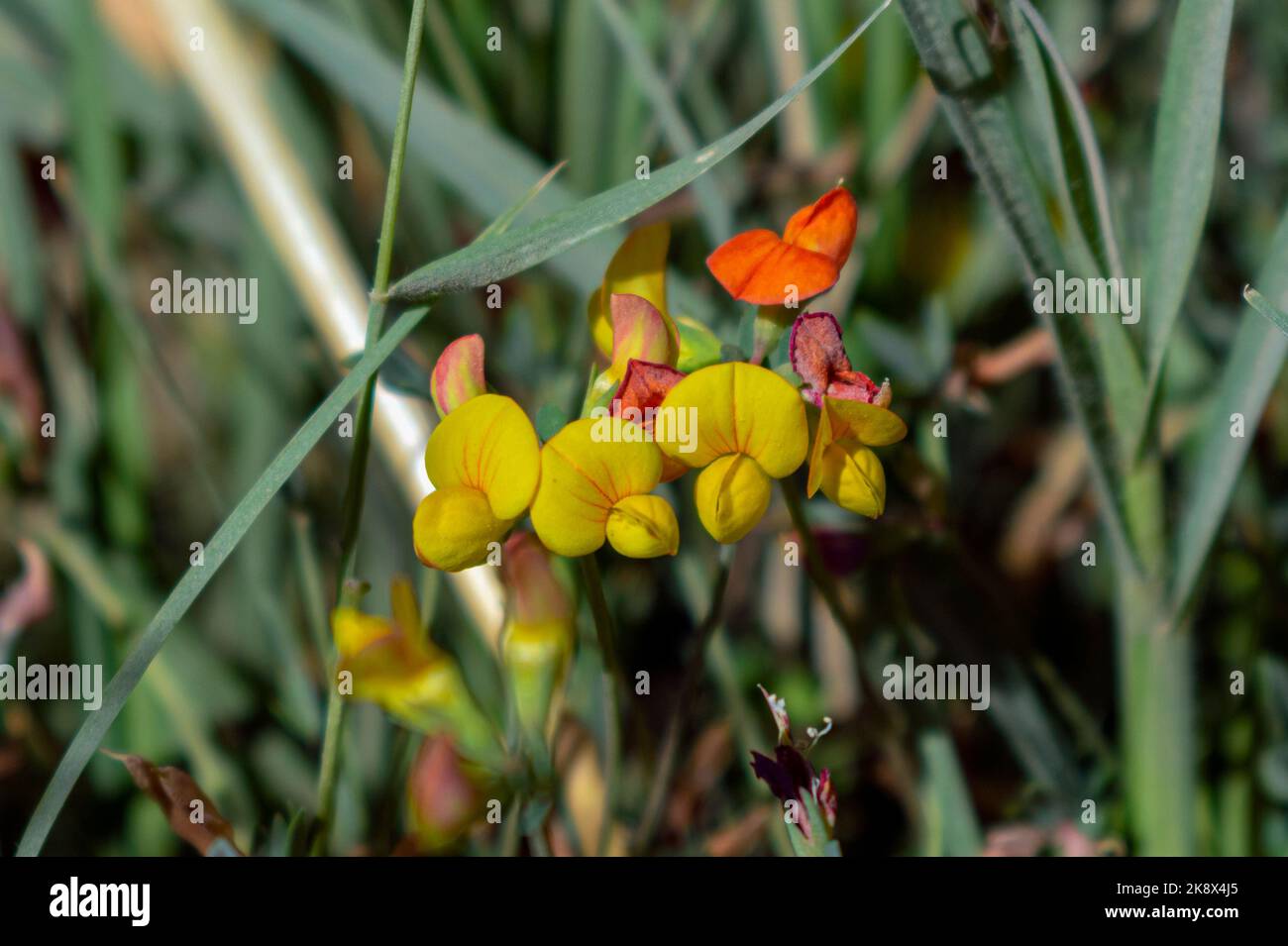 yellow and orange small flowers Stock Photo - Alamy