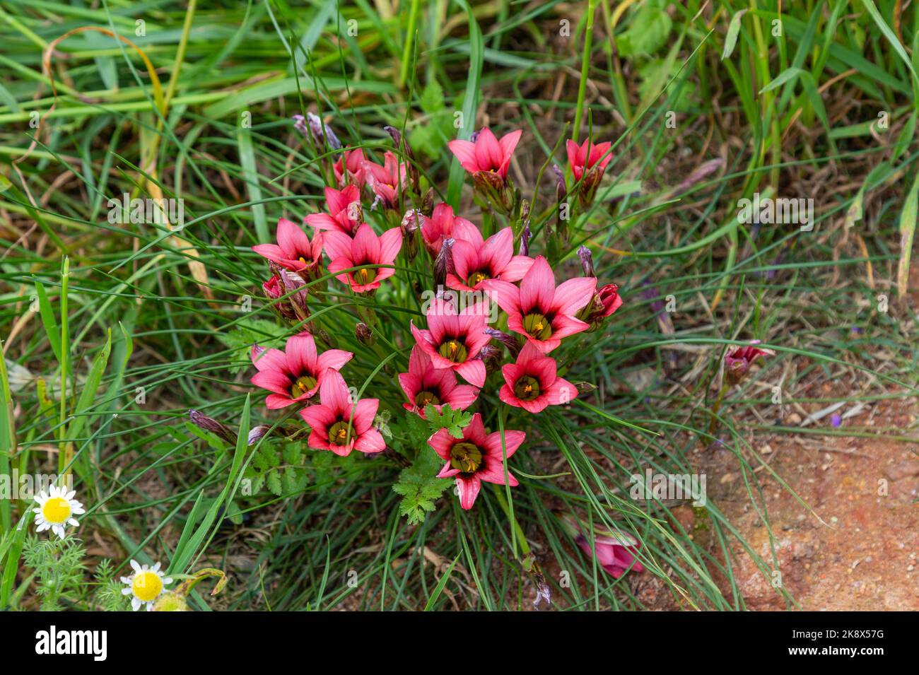 Some fowers of Romulea sp. seen in the town of Darling in the Western Cape of South Africa Stock Photo