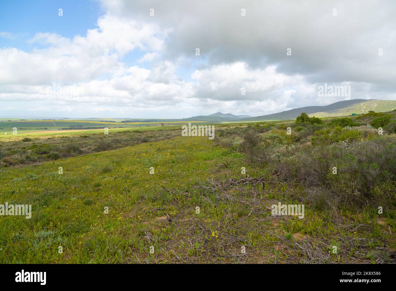 Renosterveld close to Darling in the Western Cape of South Africa Stock Photo