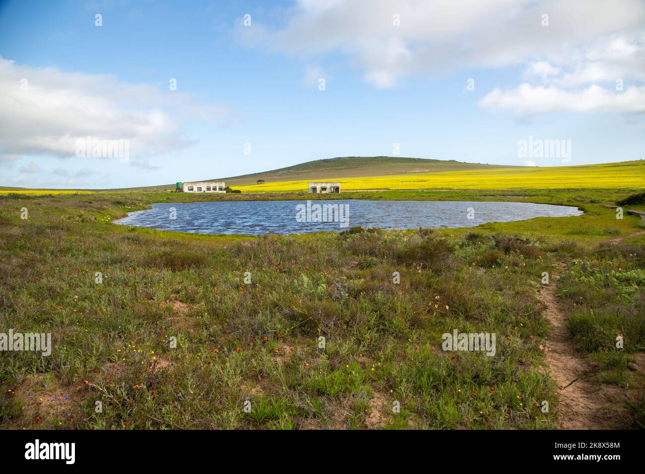 Landscape close to Darling with blue sky, green gras and a small pond in the Western Cape of South Africa Stock Photo