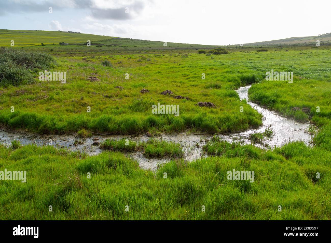 Small creek in a renosterveld near Darling in the Western Cape of South Africa Stock Photo